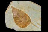 Fossil Dogwood (Cornus) Leaf - Montana #143776-1